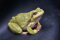 foto de anfibios