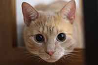 foto de gato